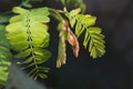 Young shoots of fertile tamarind leaves Royalty Free Stock Photo