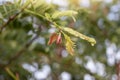 Young shoots of fertile tamarind leaves is a vegetable and Thai herb on tree in the garden. Royalty Free Stock Photo