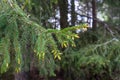 Young shoots on fir tree branches close-up view. In the spring new fresh needles grow at pine spruce and the branches are Royalty Free Stock Photo