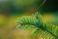 Young shoots of a fir tree Nordmann fir or Caucaisan fir covered with cobweb backlit by warm light of the morning sun. Close-up Royalty Free Stock Photo