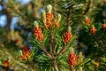 Young shoots and flowering pine