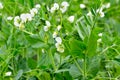 Young shoots and flowers in a field of peas Royalty Free Stock Photo