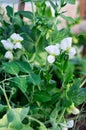 Young shoots and flowers of green peas. Branch with leaves and flower. Close-up. Vertical crop Royalty Free Stock Photo