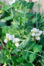 Young shoots and flowers of green peas. Branch with leaves and flower. Close-up. Vertical crop Royalty Free Stock Photo