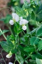 Young shoots and flowers of green peas. Branch with leaves and flower. Close-up. Vertical crop Royalty Free Stock Photo