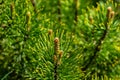 Young shoots of Golden cultivar dwarf mountain pine Pinus mugo Ophir with beautiful golden tips of needles.