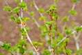 Young shoots of gooseberry blossom in spring