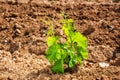 Young shoots on the grafts of new vine seedlings in spring. Agriculture