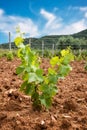 Young shoots on the grafts of new vine seedlings in spring. Agriculture