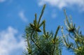 Young shoots with green cones on top of Pinus parviflora Glauca. Beautiful Japanese pine with original two-tone pine needles