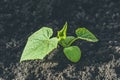 Young shoots with green cucumber leaves on farm Royalty Free Stock Photo