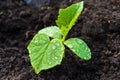 Young shoots with green cucumber leaves on the farm. Growing vegetables Royalty Free Stock Photo