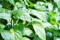 Young shoots of green pepper.