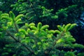 Young shoots of green spruce on a dark background