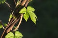 Young shoots of hops close-up. Raw materials for beer production Royalty Free Stock Photo