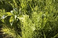 Young shoots of horsetail in field in spring Royalty Free Stock Photo