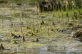 Young shoots of horsetail in a swampy stream