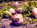 Young shoots of hybrid coconut can be seen lying