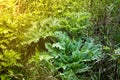 Young shoots leaves of Heracleum on the land. Shoots of Sosnowski`s Hogweed in the sunlight
