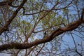 Young shoots of light green Bodhi leaves are breaking new leaves in the spring in Thailand. Sky background