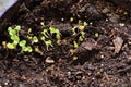 Young shoots, little sprouts of the Basilica. Close-up of microgreens of aromate spice. Culturedness aromatic herbs in Royalty Free Stock Photo