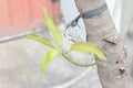 Young shoots of mango fruit plants Royalty Free Stock Photo