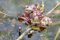 Young shoots of marsh kaluzhnitsa