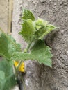 the young shoots of a melon tree with yellow flowers that climb up the walls of the house