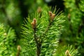 Young shoots of mountain pine Pinus mugo Pumilio. Small and fluffy. Sunny day in spring garden