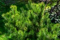 Young shoots of mountain pine Pinus mugo Pumilio. Small and fluffy. Sunny day in spring garden Royalty Free Stock Photo
