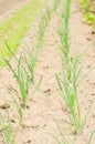 Young shoots of onions. Green long shoots of onion leaves, growing vegetables in the field. A farm for growing ecologically clean