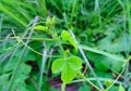 Young shoots of Passiflora foetida L. With tendril. Royalty Free Stock Photo