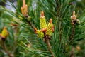 Young shoots and pine cones