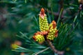 Young shoots and pine cones