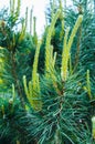 Young shoots of pine in early spring Royalty Free Stock Photo