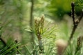 Young shoots of pine. Small and fluffy. Sunny day in springtime. Nature concept for design. Selective focus
