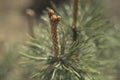 Young shoots of pine. Small and fluffy. Sunny day in springtime. Nature concept for design. Selective focus