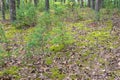 Young shoots of pine trees and the ground covered with moss with cones Royalty Free Stock Photo