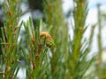 Young shoots of pine trees. New pine growth. Small fir branch with small cones and fresh sprouts Royalty Free Stock Photo