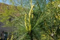 Young shoots of Pinus wallichiana or Himalayan pine in spring