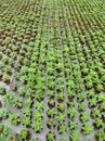 Young shoots of plants at a Dutch breeder