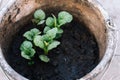 Young shoots of potatoes planted in a bucket. Side view.