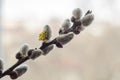 Young shoots on a pussy willow branch Royalty Free Stock Photo