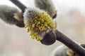 Young shoots on a pussy willow branch Royalty Free Stock Photo