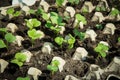 Young shoots of radish are prepared for planting. Rows of radish seedlings. Selective focus Royalty Free Stock Photo