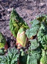 Young shoots of rhubarb in the garden in the spring Royalty Free Stock Photo