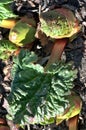 Young shoots of rhubarb in the garden in the spring Royalty Free Stock Photo
