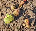 Young shoots of rhubarb on ground in spring Royalty Free Stock Photo