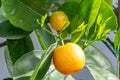 Young shoots and ripe fruits of citrus plants Calamondin, Citrofortunella microcarpa, Citrus madurensis. Indoor citrus tree