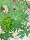 young shoots of short stem papaya trees